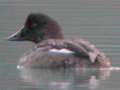 Barrow's Goldeneye